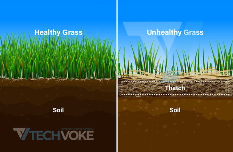 Understanding Thatch and How to Best Deal With It - TechVoke